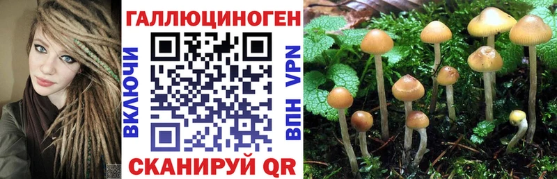 Псилоцибиновые грибы Psilocybine cubensis  Купить  Любим 